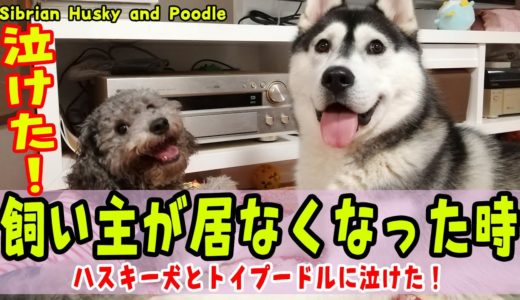 飼い主が居なくなった時のハスキー犬とトイプードルの様子に泣けた Husky and Poodle