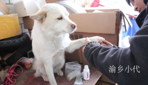 田園犬腳腳受傷主人上藥包扎，才兩天就能下地走路，恢復真快