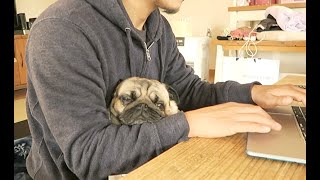 やっぱり新婚気分が抜けきれない飼い主とパグ犬ぷぅ Pug