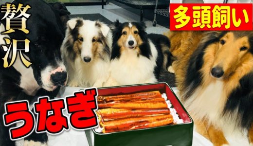 天然ウナギを捌いて、大型犬５匹にあげてみた‼︎