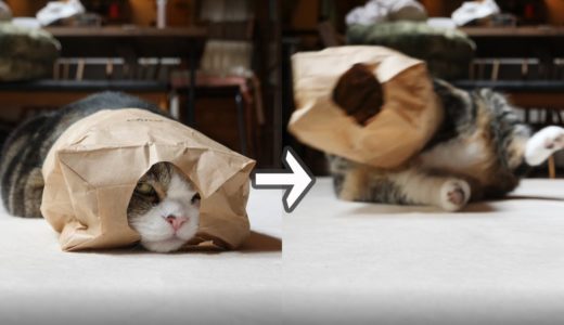 紙袋に入っていたら犬の声が聞こえてびっくりしちゃったねこ。When Maru was in the paperbag,  surprised at the sudden dog's bark.