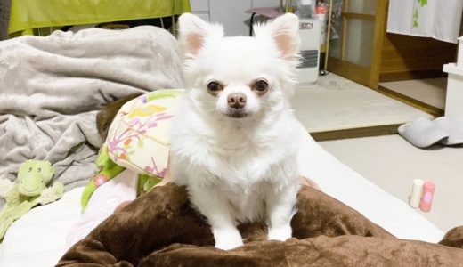 用事がある時は犬も真面目な顔をするのです！チワワのコハクの日常