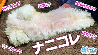 【ナニコレ】あれ？うちの犬のクビが…？Is this a dog?shihtzu?