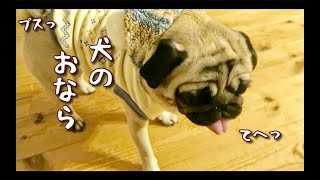 絶好調にオナラを連発でかますパグ犬ぷぅ Pug