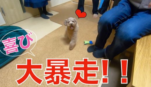 不意打ちで大好きなジィジと兄が来て犬が喜びすぎて大パニックになったｗ【トイプードル】