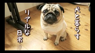 飼ってみないと分からない犬とのリアルな日常 パグ犬ぷぅ Pug