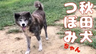 【ご報告】秋田犬 蕾ちゃん少し前から腫瘍ができてます