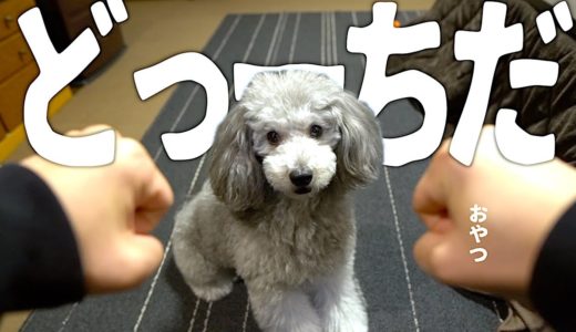 🐶犬に「どっーちだ」をやったら絶対わかる説【トイプードルのグリィ】【犬】【dog】【toy poodle】