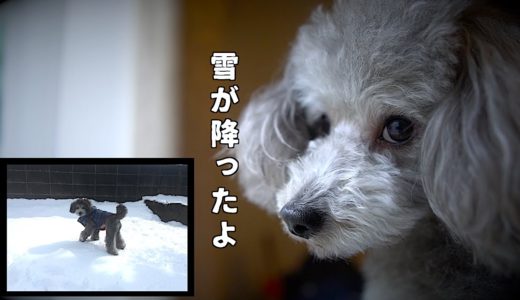 🐶犬とボクの雪の思い出。【トイプードルのグリィ】【犬】【dog】【toy poodle】