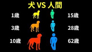 犬が人間より早く歳を取る理由