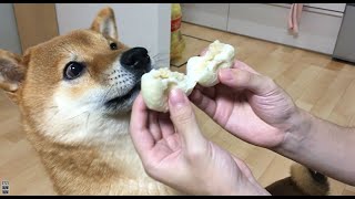 犬用の中華まんが美味すぎる故に、柴犬が取った行動とは・・