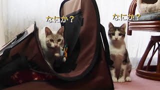 イタズラが過ぎて犬のハウスに手を出してしまった猫達。