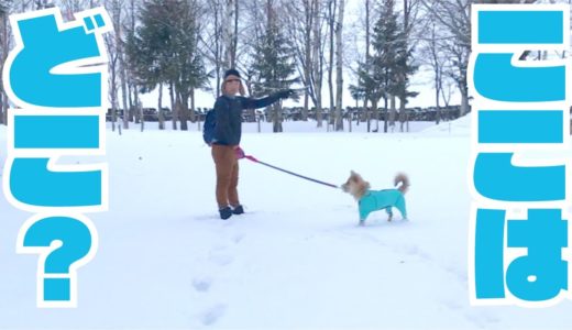 大雪で帰る方向がわからなくなったパパと犬