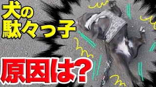 【緊急撮影】犬の駄々っ子は服が原因？検証＆駄々の理由を一挙公開