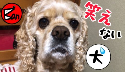 犬とにらめっこしてまだ1度も勝った事が無い飼い主アメリカンコッカースパニエル石松くん　Owners that do not win yet the staring and the dog