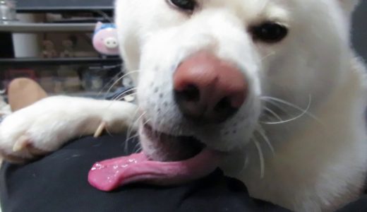 【秋田犬ゆうき】長過ぎるペロペロで飼い主のズボンをカピカピにする【akita dog】