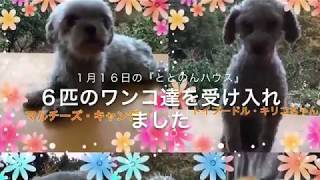 2020年1月16日の保護犬の様子