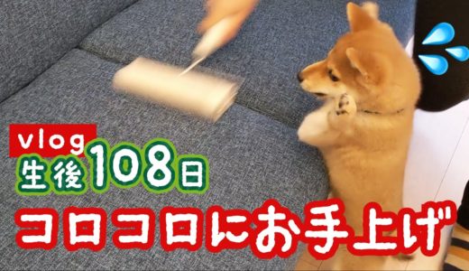 【豆柴】コロコロに困惑！お手上げな犬w  | VLOG 【子犬】