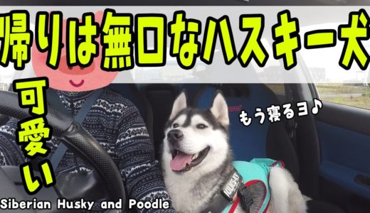 帰りは無口でお疲れなハスキー犬が可愛い Huksy and Poodle