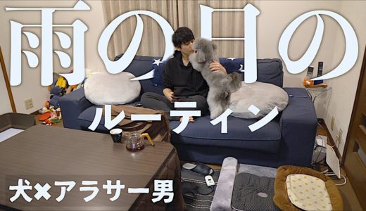 🐶犬とアラサー独身男　雨の日の楽しみ方【ナイトルーティン】【トイプードルのグリィ】【犬】【dog】【toy poodle】