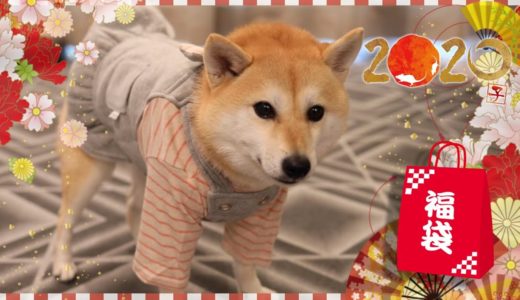 今年の福袋は大当たり！？可愛い服満載の犬用福袋開けてみた！