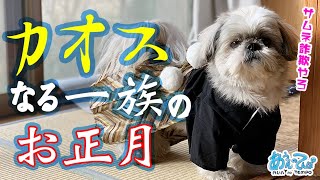 コミュ障シーズー犬 てんぽさんのカオスなる一族の正月【2020 vol.5】