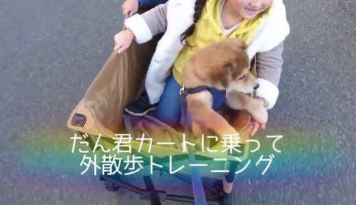 保護犬だん君カートに乗って外散歩！外は広いな大きいな！外の世界にもどんどん慣れてね！