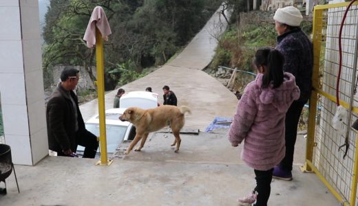 稳重的田园犬，看到外出打工回家的主人竟然撒娇卖萌，老了都这么可爱