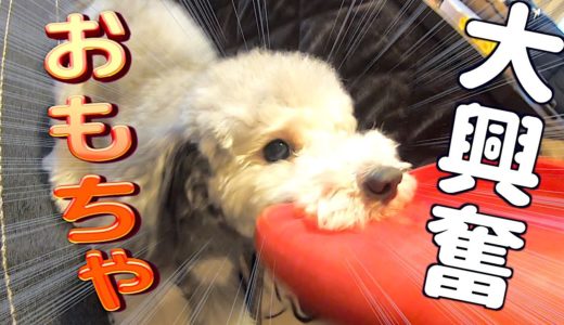 🐶2020年！今年最初の犬への買い物で大興奮！！！【トイプードルのグリィ】【犬】【dog】【toy poodle】