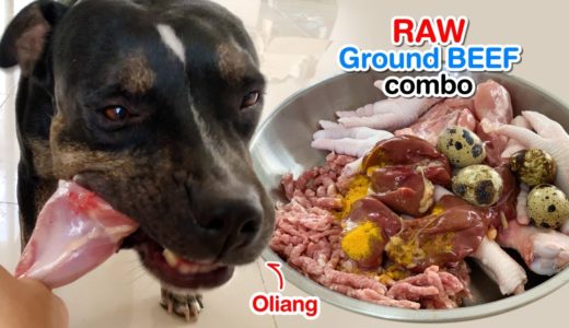 Oliang eats Ground Beef combo [ASMR] | B.A.R.F | MUKBANG 犬が生の肉を食べる