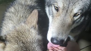 ◯◯されたくて吸い寄せられる狼犬