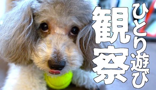 🐶犬のひとり遊びを観察したら愛おし過ぎたwww【トイプードルのグリィ】【dog】【toy poodle】