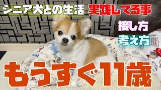 プレゼント企画開催！＆シニア犬との暮らしで現在行っている事など！