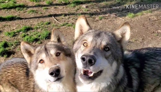 骨付き肉を持って狼犬達の群れに入ったら…