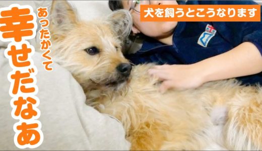 元野犬の子の1日に密着ドキュメント【犬との幸せなルーティーン2020】