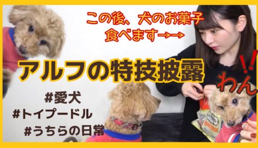 【愛犬との日常】アルフの特技披露と、犬のお菓子食べてみた