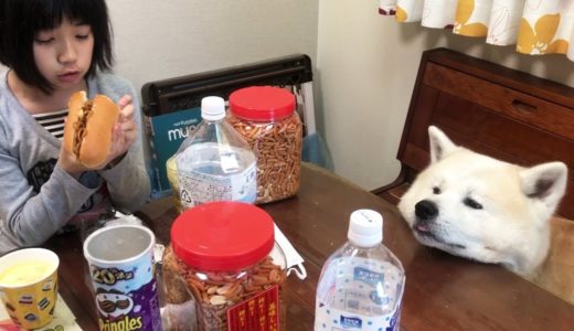 秋田犬そうすけ・インフルエンザは食べられません！