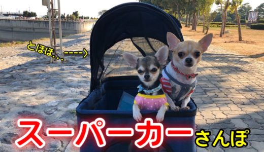 🐶チワワ(綺麗なお花畑で乙女になっちゃう先住犬)dog buggy