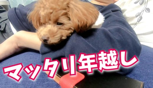 年越し蕎麦と戦い、紅白を見ながら過ごす犬【トイプードルのコロン】