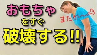 【犬 遊び】オモチャをすぐ破壊する！飽きる！【犬のしつけ＠横浜】byドッグトレーナー遠藤エマ