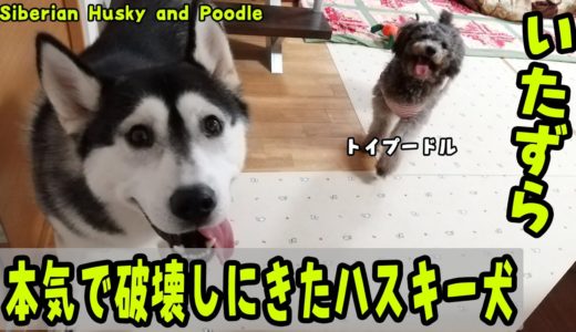 本気でソファーを破壊しに来たハスキー犬と止めに入るトイプードル Husky and Poodle