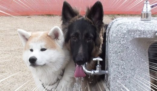 大型犬・子犬の時から子守は得意です。秋田犬そうすけ・シェパードマック・I like playing with dogs