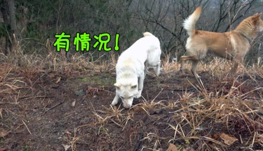 4条中华田园犬来巡山，精力充沛四处探索，发现动静全都跑没影儿