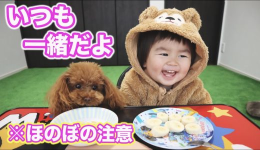 ママのいない日の犬と赤ちゃん【トイプードル】仲良くお留守番☆