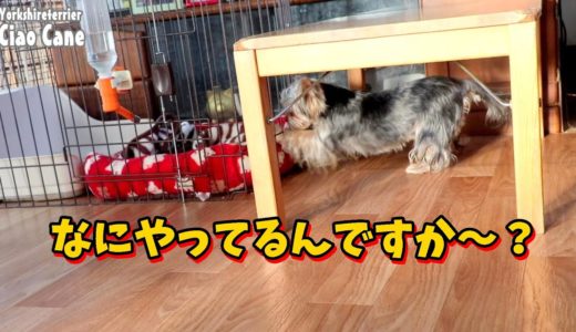 ワコワコのいたずら【ヨークシャーテリア専門犬舎チャオカーネ】