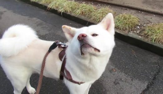 【秋田犬ゆうき】本当に雪が無いのかお隣さんの家も一応確認する【akita dog】