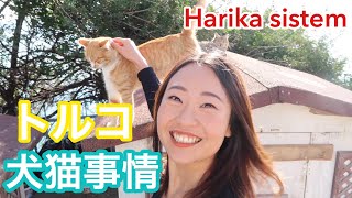 トルコの犬猫事情。自治体が行なっている動物に対する待遇がスゴイよ。（日本語ver）