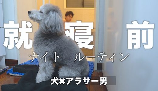 🐶犬とアラサー独身男　寝る前のナイトルーティン【トイプードルのグリィ】【犬】【dog】【toy poodle】【ひとり暮らしのルーティン】