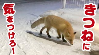 野生のキツネがまたウチの犬を狙ってきました