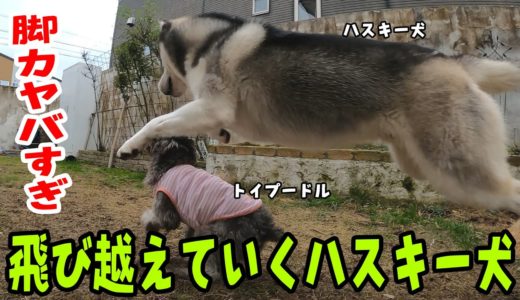 トイプードルを後ろから飛び越えていくハスキー犬　Husky and Poodle